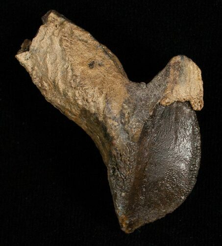 Huge, Unworn Triceratops Tooth - #5710